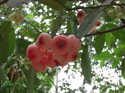 Chambakka Pickle Recipe, Kerala Water Rose Apple Pickle