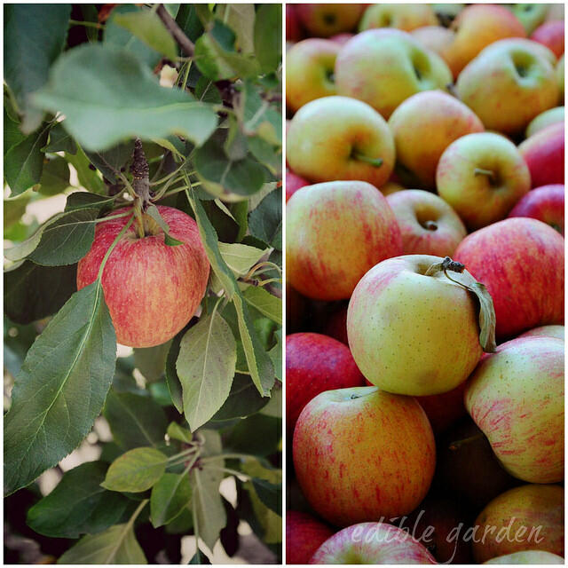 Bilpin Apple Picking