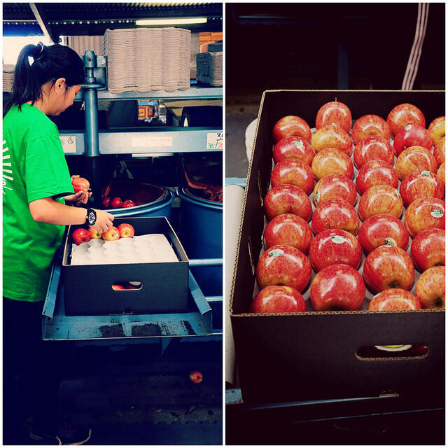 Bilpin Apple Picking