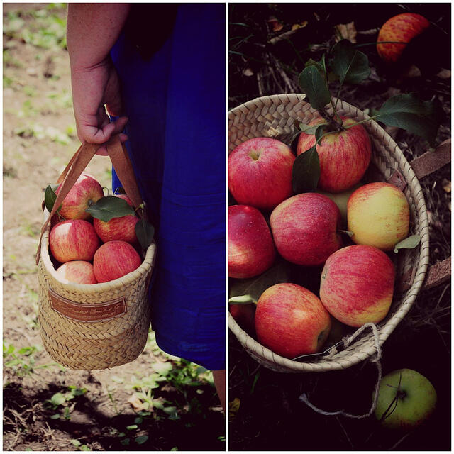 Bilpin apple picking