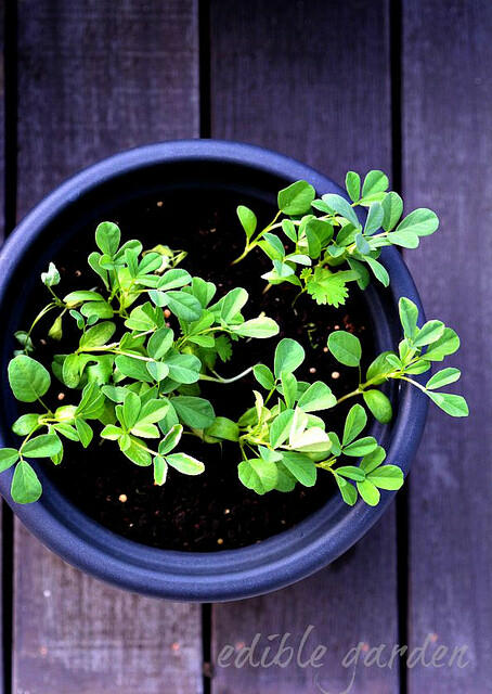 fresh methi leaves for methi paneer