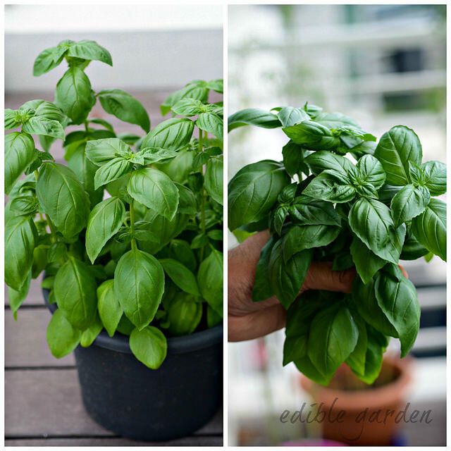 Homegrown Italian Basil (got made into walnut pesto)